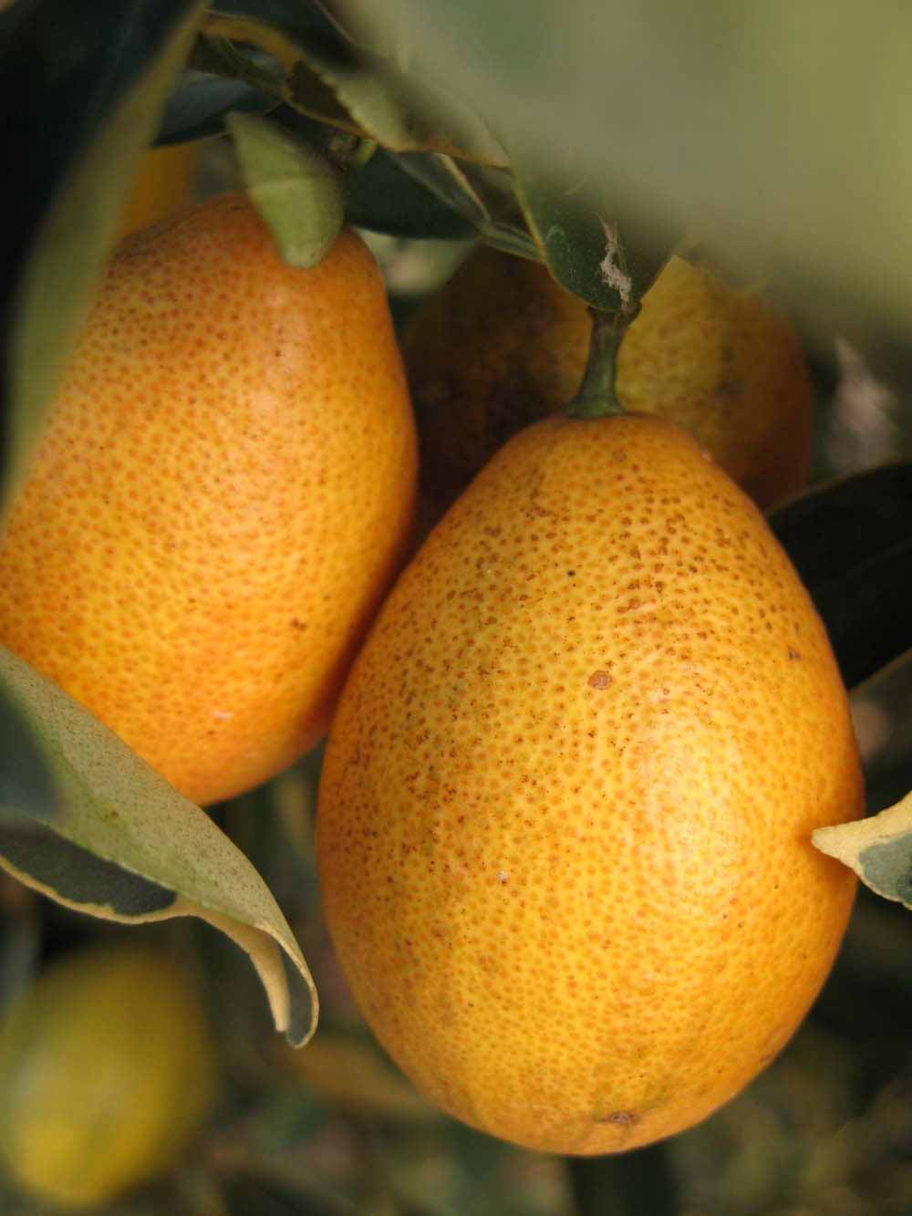              Fruit (Winter Haven, FL)       